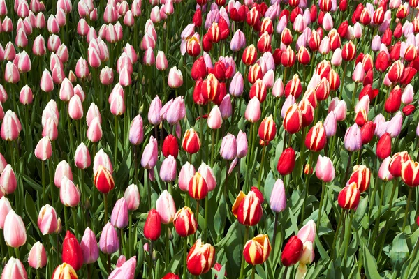 红色和粉色郁金香荷兰库肯霍夫花卉园 — 图库照片