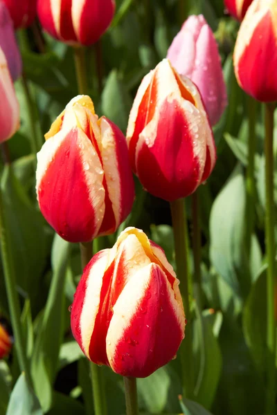 Violet Tulips in Keukenhof Flower Garden,The Netherlands — Stock Photo, Image