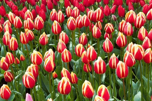 Red and Yellow Tulips in Keukenhof Flower Garden, Nederland – stockfoto