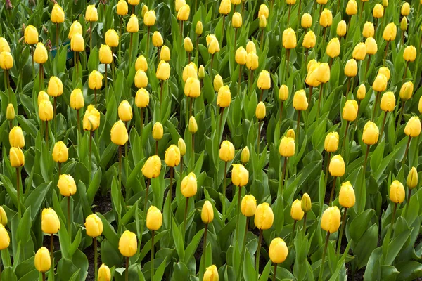 Yellow Tulips in Keukenhof Flower Garden,The Netherlands — Stock Photo, Image