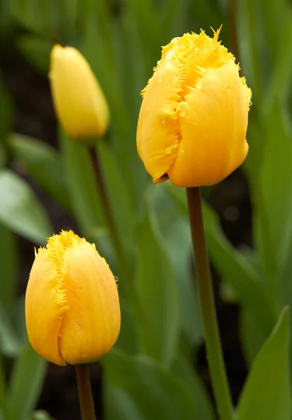 Yellow Tulips in Keukenhof Flower Garden,The Netherlands — Stock Photo, Image