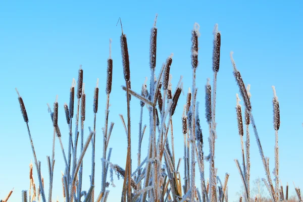 香蒲 frosen 在蓝色天空背景下的雪 — 图库照片