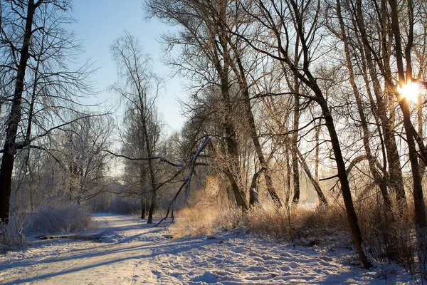 Footbridge on trail in winter forest. Rural landscape. — Stock Photo, Image