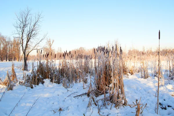Lisdodde frosen in sneeuw bos tegen de blauwe hemelachtergrond — Stockfoto