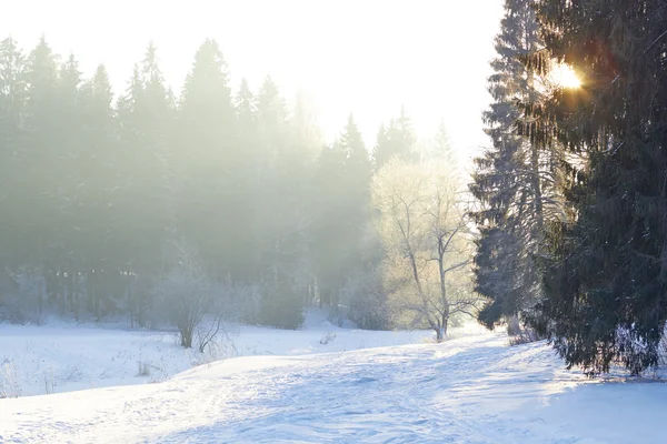Solstråler over tåge på floden om vinteren skov - Stock-foto