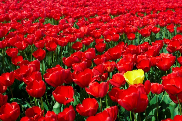 Uma tulipa amarela entre as vermelhas — Fotografia de Stock