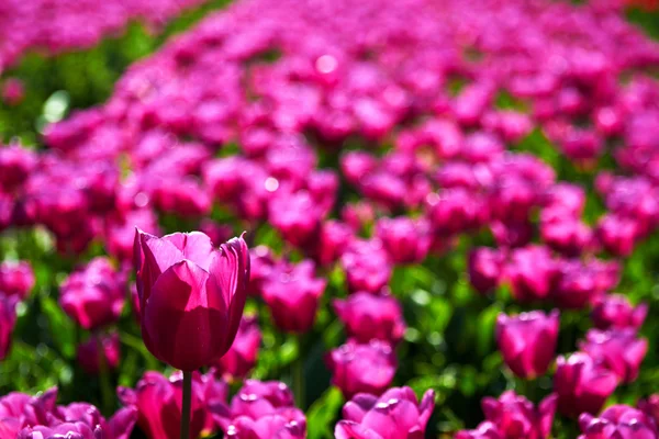 Satu tulip ungu lebih tinggi di antara yang lebih rendah — Stok Foto
