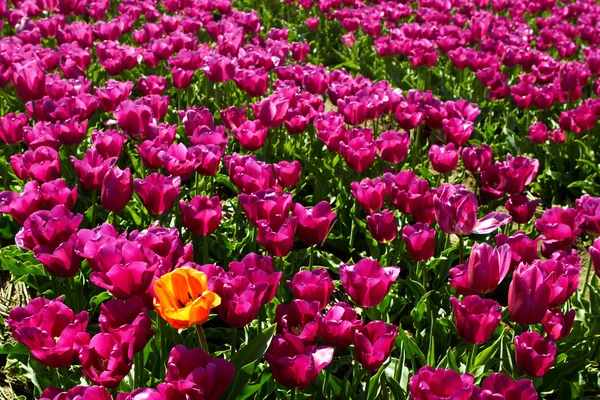 One yellow orange tulip among violet ones — Stock Photo, Image