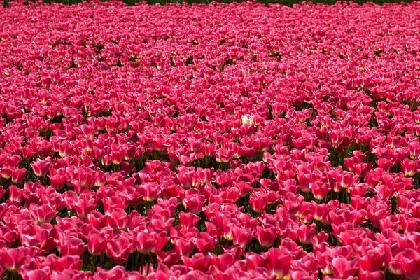 En gul tulipan blant de røde – stockfoto