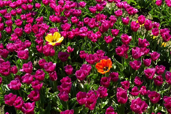 Dua tulip kuning dan merah yang berbeda di antara yang ungu — Stok Foto