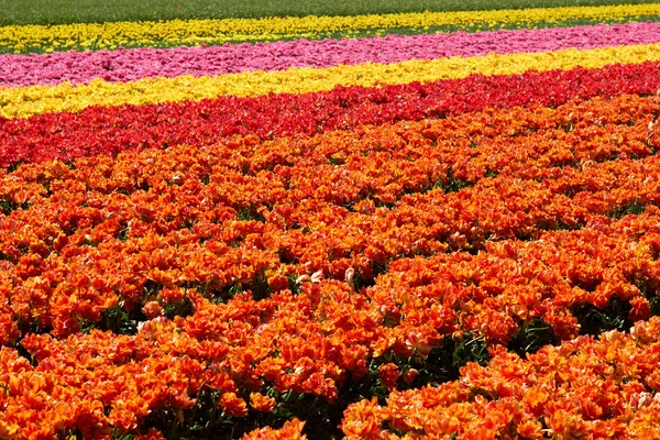 Hintergrund der Tulpen Feld verschiedene Farben in Holland — Stockfoto