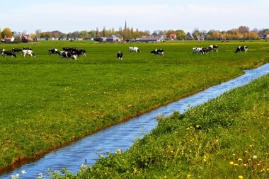 Typical dutch landscape with cows farmland and a farm house clipart
