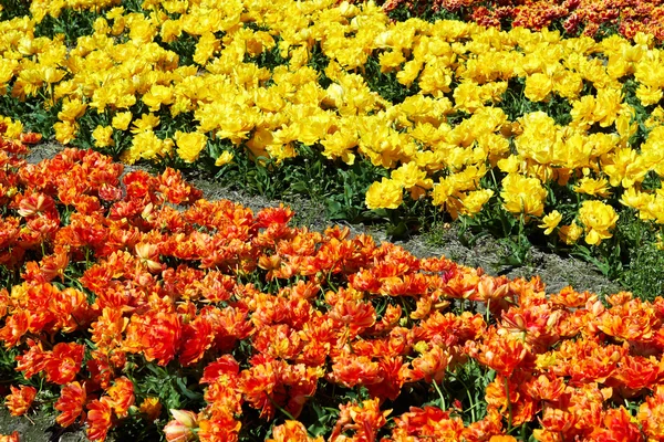 Feld voller roter und gelber Tulpen in Blüte — Stockfoto