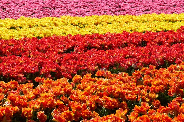 Fundo de tulipas campo cores diferentes na Holanda — Fotografia de Stock