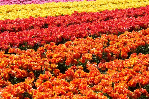 Tulipaner har forskjellig farge i Holland – stockfoto