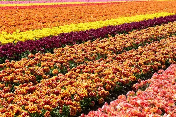 Hintergrund der Tulpen Feld verschiedene Farben in Holland — Stockfoto