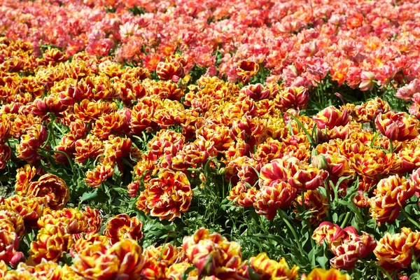 Latar belakang dari bidang tulip warna yang berbeda di Belanda — Stok Foto