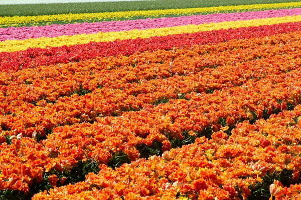 在荷兰的郁金香领域不同颜色的背景 免版税图库图片