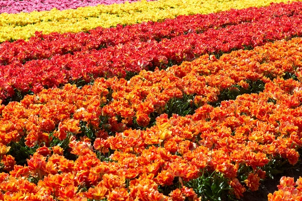 Bakgrund av tulpaner fältet olika färger i Holland Stockbild