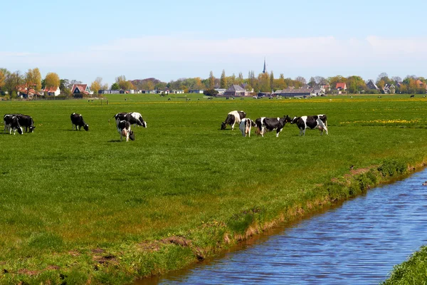 Typiska holländska landskapet med kor jordbruksmark och en bondgård Royaltyfria Stockbilder