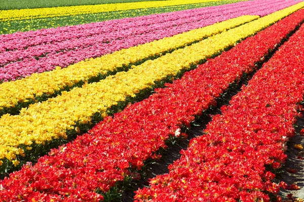 Field full of red and yellow tulips in bloom — Stock Photo, Image