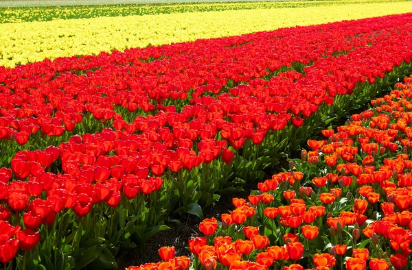 Achtergrond van veld vol met rode en gele tulpen in bloei — Stockfoto