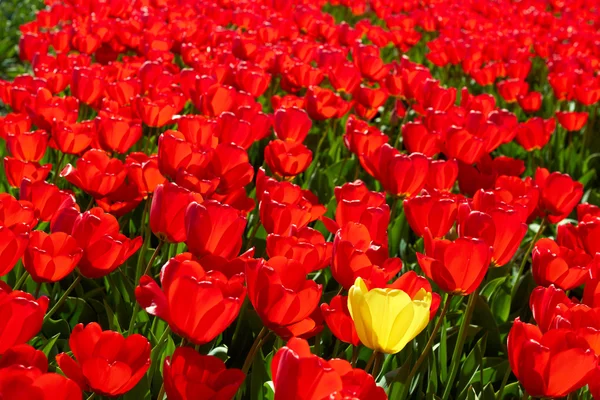 Fundo de uma tulipa amarela entre os vermelhos — Fotografia de Stock