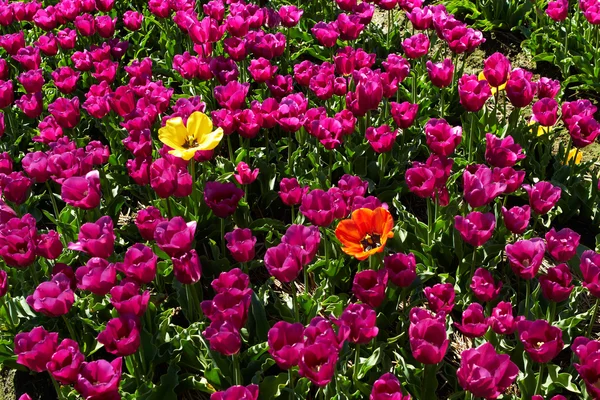 Duas tulipas amarelas e vermelhas diferentes entre as violetas — Fotografia de Stock