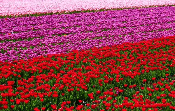Bakgrund av tulpaner fältet olika färger i Holland Royaltyfria Stockfoton