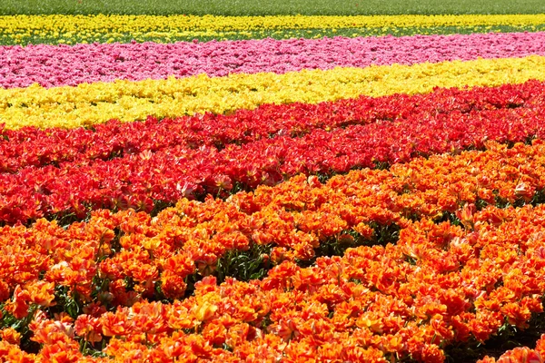 Bakgrund av tulpaner fältet olika färger i Holland Stockbild