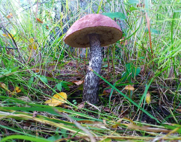 Коричневая шапка boletus на траве в лесу — стоковое фото