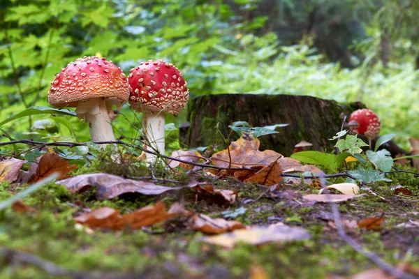 Caduta nella foresta con una mosca agarica Amanita muscaria — Foto Stock