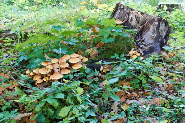 Пень с грибами и мхом — стоковое фото