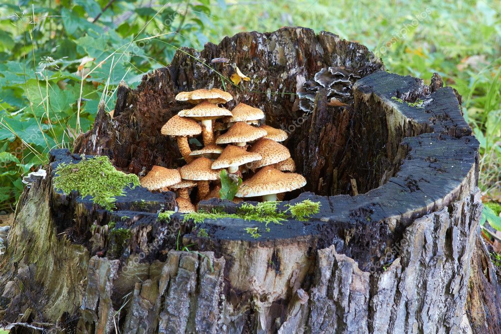 Tree stump with mushrooms and moss — Stock Photo © Michey 87328826