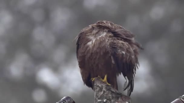 鷹の顔 — ストック動画