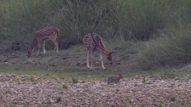 Cervos castrados na floresta — Vídeo de Stock