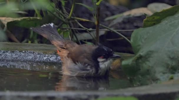Bird Park - Songbird bathing, — Stock Video