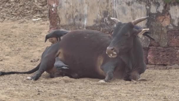 Cow lies near the crows. — Stock Video