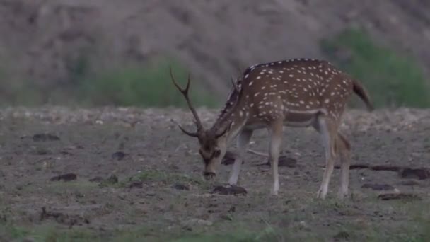 Dappled deer n the forest — Stock Video