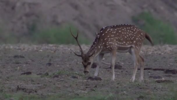 Ciervos moteados en el bosque — Vídeo de stock