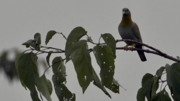 Binlerce güvercin kalabalık — Stok video