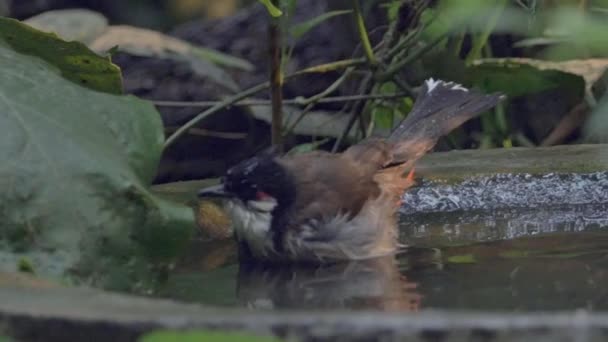 Bird Park - Songbird bathing, — Stock Video