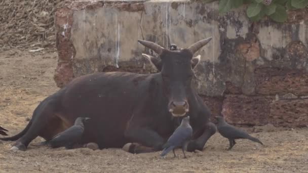 La vaca yace cerca de los cuervos . — Vídeos de Stock