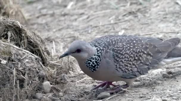 Des milliers de pigeons affluent — Video