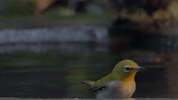 Parc d'oiseaux - baignade aux oiseaux chanteurs , — Video