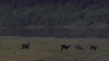 Benekli geyik n orman