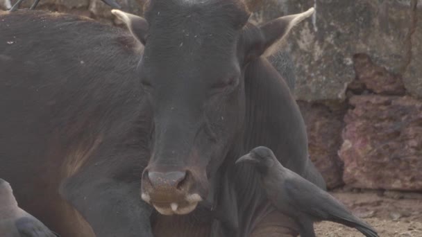 Cow lies near the crows. — Stock Video