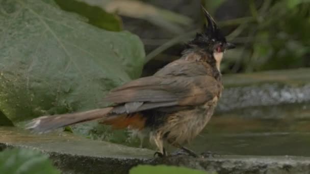 Парк птахів - Songbird купання, — стокове відео