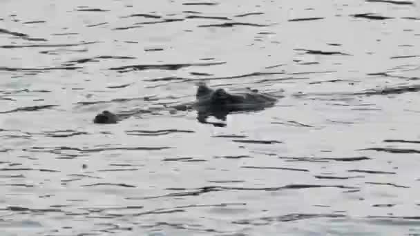 Coccodrillo nel Parco Nazionale di Chitwan . — Video Stock