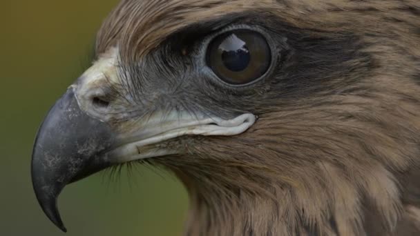 The face of a hawk — Stock Video